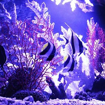 珊瑚　白珊瑚　シナ海珊瑚　宝石珊瑚　インテリア 珊瑚 宝石珊瑚 白珊瑚 インテリア シナ海珊瑚